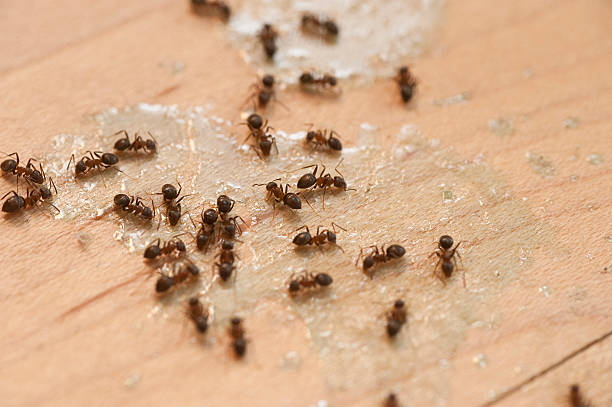 Best Flea Control Services  in Moorhead, MN
