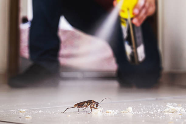 Best Bed Bug Extermination  in Moorhead, MN