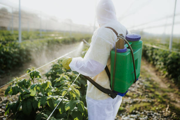 Best Wasp Removal Services  in Moorhead, MN